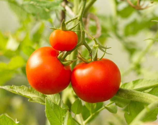 istock Ripening red tomatoes in the summer garden 1244942797