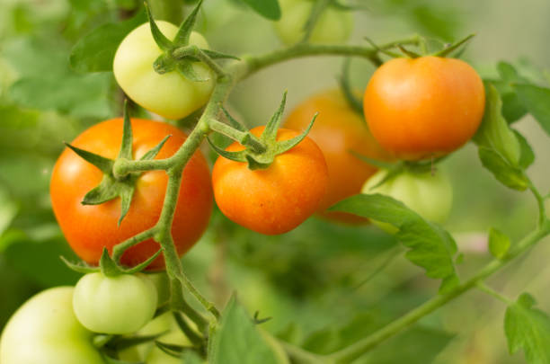 istock Ripening red tomatoes in the summer garden 1244942836