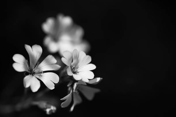 istock Flowers in black and white 1244951554