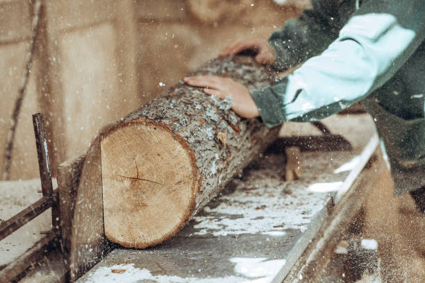 istock Carpenter cuts wooden board on circular saw. 1244953659
