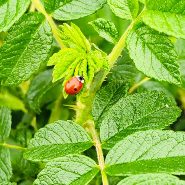 istock Young green leaves of wild rose 1244953685