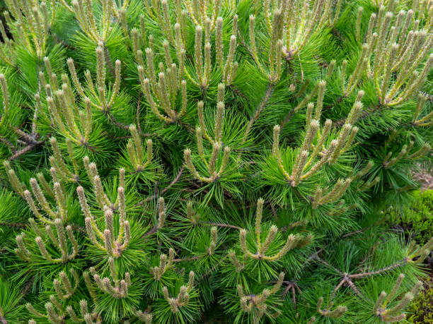 istock Pinus mugo, known as bog, creeping, dwarf mountain or Swiss mountain pine 1244963738