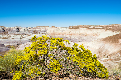 Desert plants of the Petrified Forest National Park in Arizona.