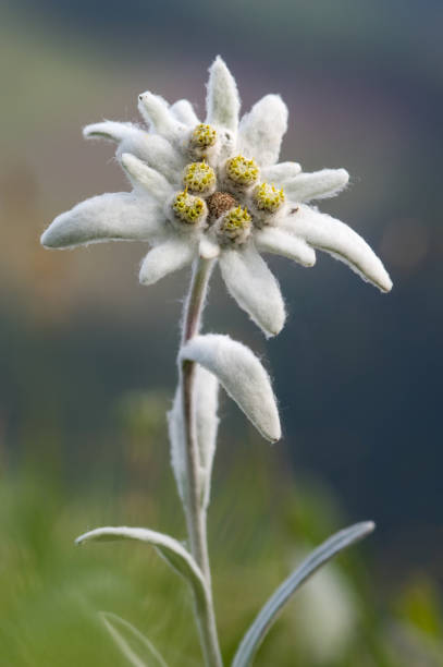 fiore di edelweiss (leontopodium alpinum) in ambiente naturale - stella alpina foto e immagini stock