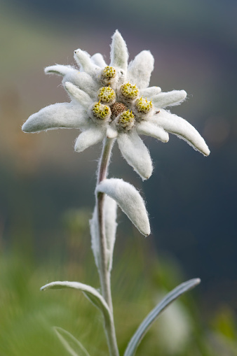 Rare alpine flower on mountain meadow