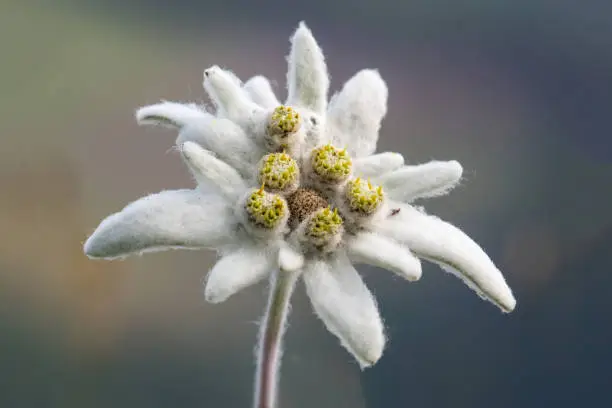 Rare alpine flower on mountain meadow