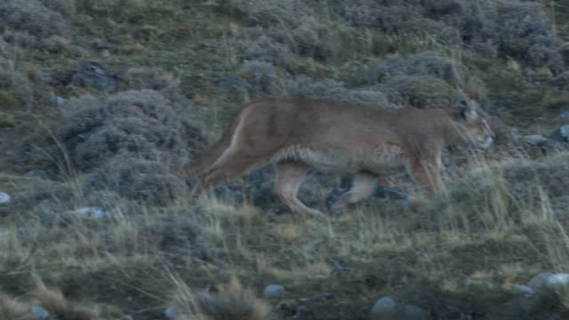 Puma walking on the fields of Torres del Paine National Park