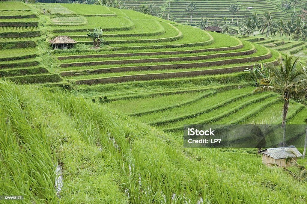 Indonesia Bali arroz campo terraplenado - Foto de stock de Agricultura libre de derechos