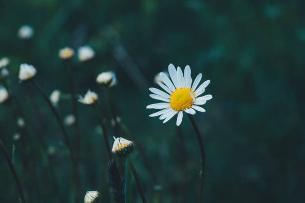 istock White chamomile on a dark turquoise blurred background. Grass, chamomile, blur, background. Beautiful blurred nature background with green grass and chamomile. 1244982044