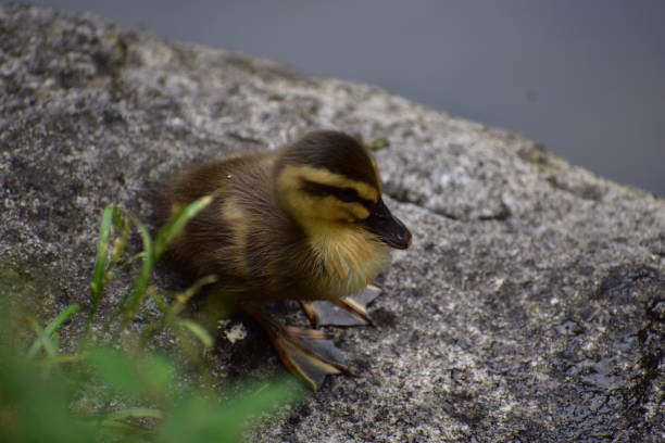 istock Kid of spot-billed duck 1244982053