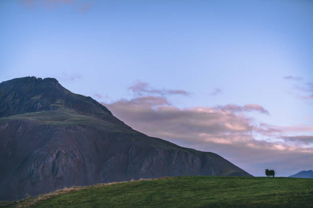 Sheep in front of beautiful Iceland panorama gazing into the sunset.