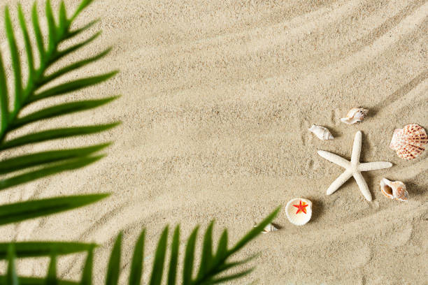 istock Sea sand with starfish and shells top view with palm leaf. Summer beach background. 1244982596