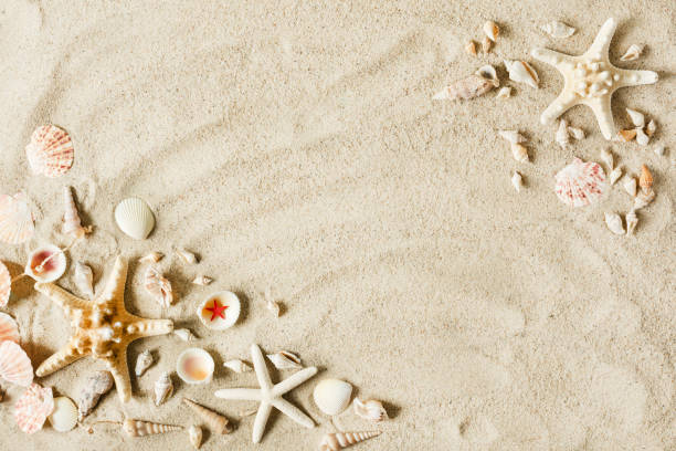 istock Sea sand with starfish and shells top. Summer beach background. 1244983148