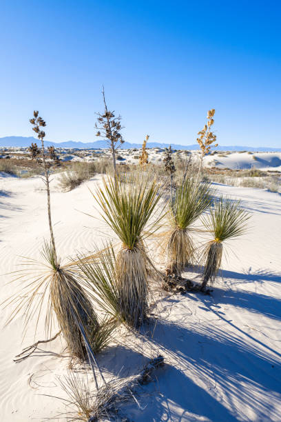 istock White Sands Gypsum Dunes 1244984235