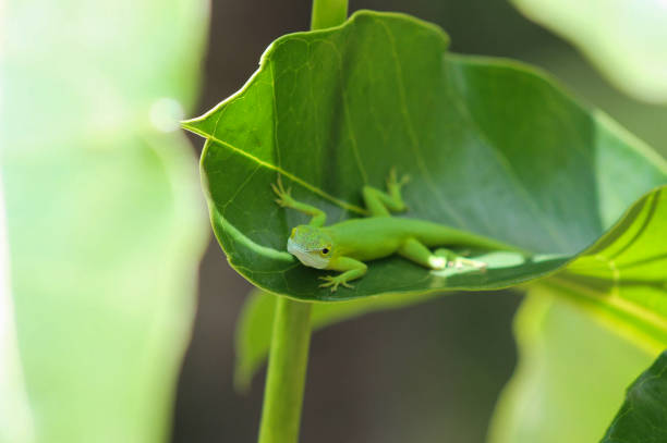 istock Bahamian Green Anole 1244988530