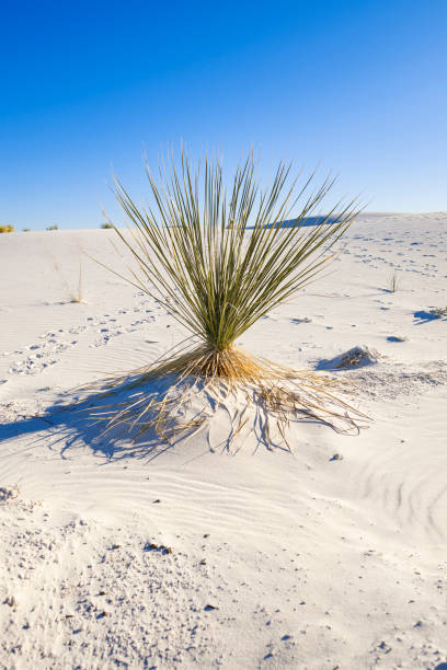 istock White Sands Gypsum Dunes 1244997843