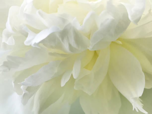 istock Spring White Peonies Flower Close-up 1244998887