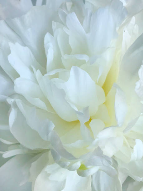 istock Spring White Peonies Flower Close-up 1244999867