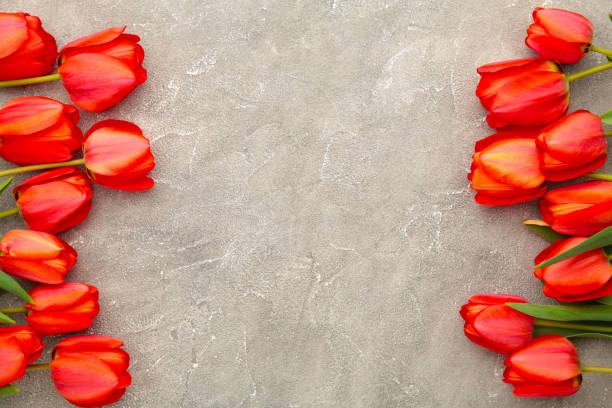 istock Beautiful red tulips on grey concrete background with copy space 1245010813