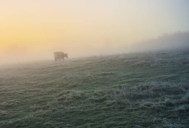 istock Cow on autumn morning pasture 1245011943