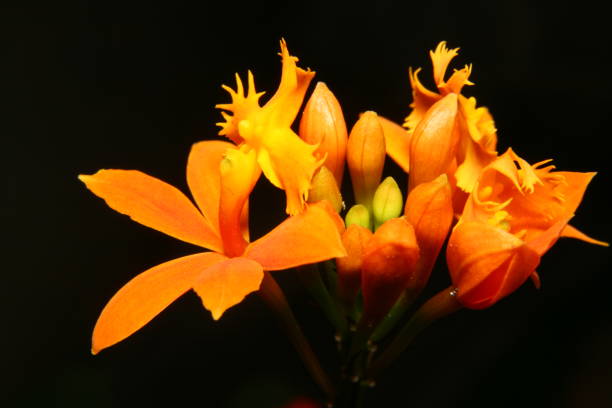 istock Closeup on orange flowers. 1245013032