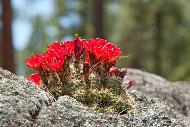 cactus riccio scarlatto in fiore - coconino national forest foto e immagini stock