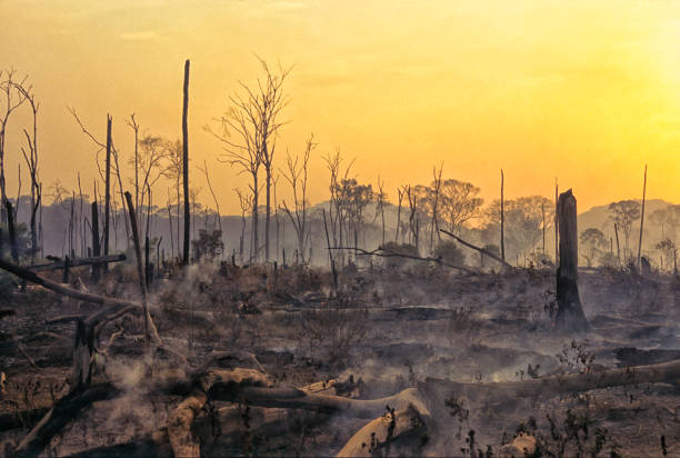 incêndio de desmatamento na amazônia. - deciduous tree tree trunk nature the natural world - fotografias e filmes do acervo