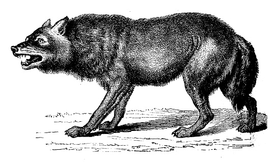 Antique illustration: wolf