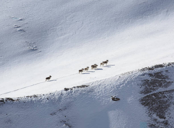 istock A group of mountain sheep climbs the mountain slope. 1245030066