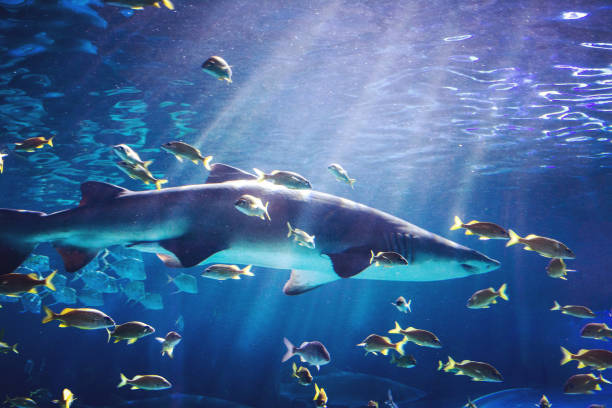 istock King of the sea 1245033349