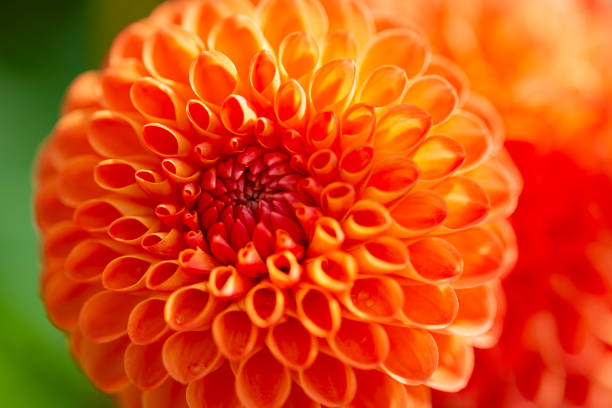 Beautful garden flowers in sunlight