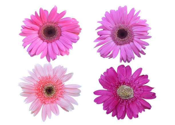istock Colorful vibrant bright gerbera daisy flowers blooming isolated on white. 1245037891