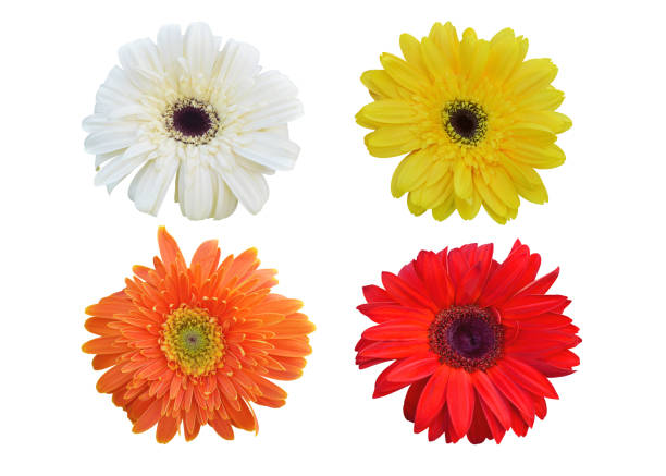 istock Colorful vibrant bright gerbera daisy flowers blooming isolated on white 1245038406