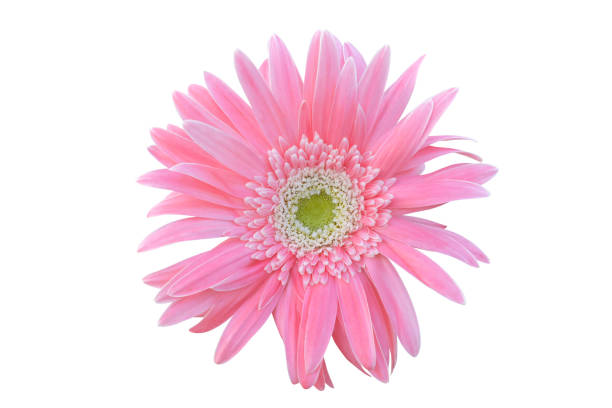 istock Vibrant bright pink gerbera daisy flowers 1245040096