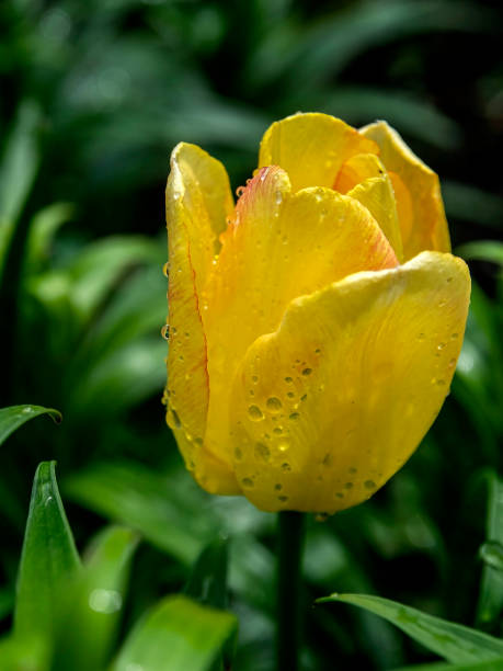 istock yellow Tulip with drops after rain 1245041272