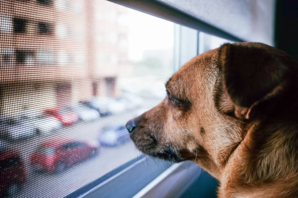 istock dog looking out the window 1245041374