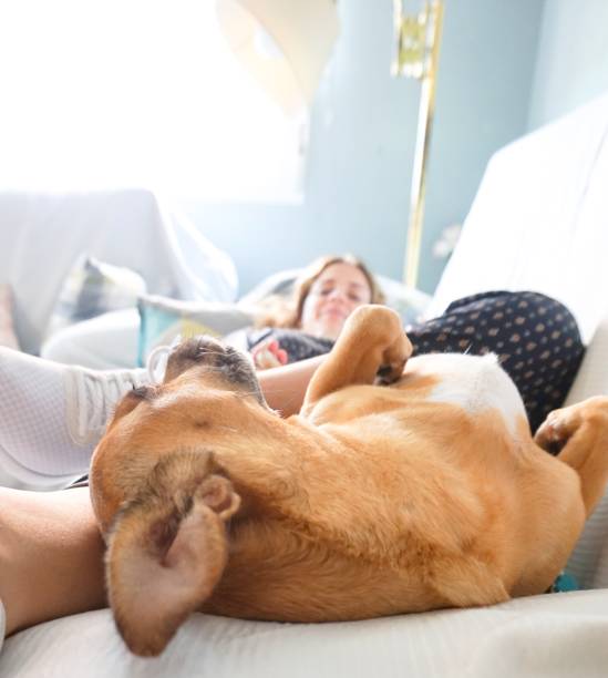 istock girl with her dog on the sofa 1245041424