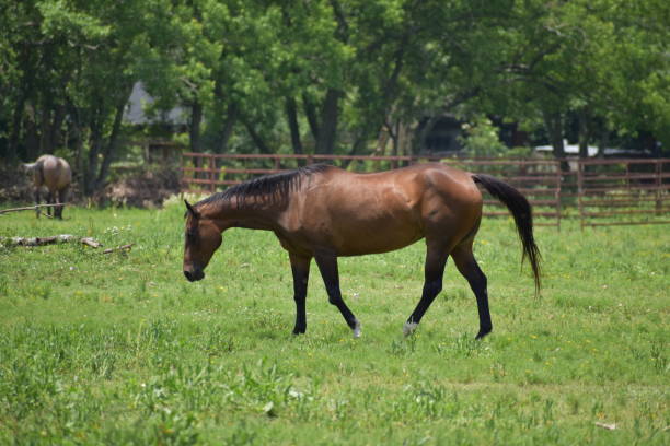 istock Horse in a grass field 1245041447