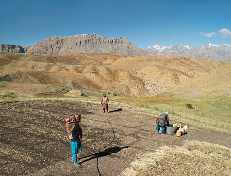 Komic, India - September 17, 2019: Women prepare a dry field in preparation for a grain crop deep in the Spiti Valley and Himalayas in summer on September 17, 2019 in Komic, Himachal Pradesh, India.
