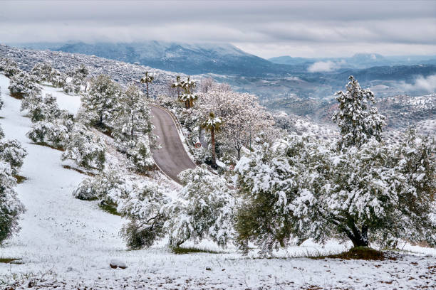 Landscape of snow-capped olive trees in El Gastor, province of Cádiz.