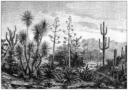 Antique illustration: Mexican plants