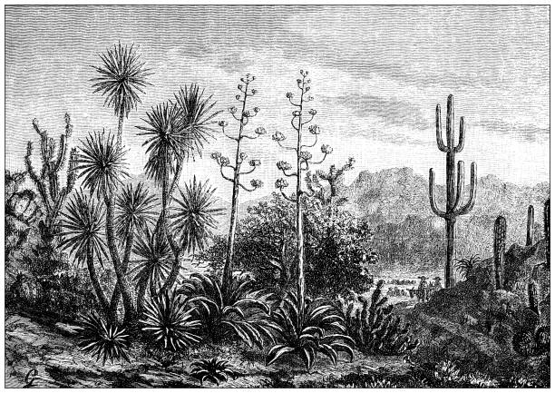Antique illustration: Mexican plants Antique illustration: Mexican plants mexico illustrations stock illustrations