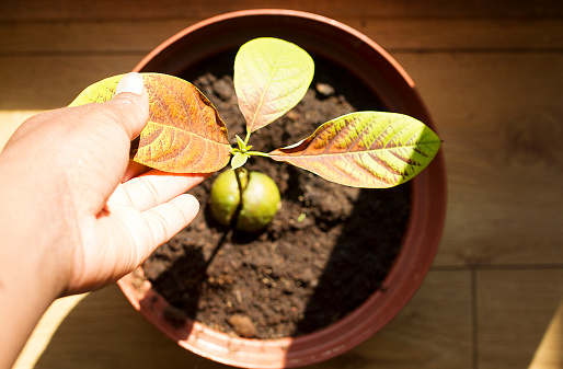 Photo of a home grown avocado plant being tended to because the leaves are turning brown.