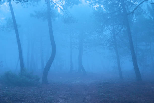 istock Pine forest in the blue and cold mist 1245043094