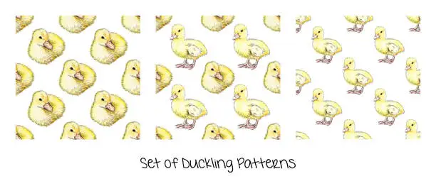 Vector illustration of Duckling Seamless Pattern Set  - Ink and Watercolor Vector EPS10 Background