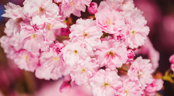 istock Pink cherry blossom. Spring flowers 1245057231