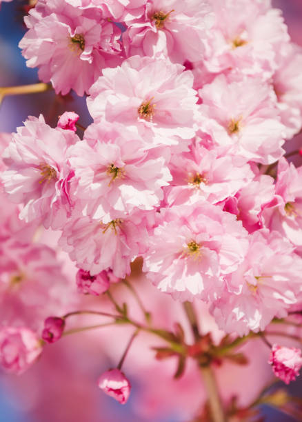 istock Pink cherry blossom. Spring flowers 1245057767