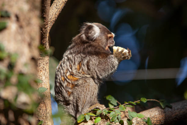Marmosets Urban marmosets among the trees in the south of the city of São Paulo, Brazil pygmy marmoset stock pictures, royalty-free photos & images