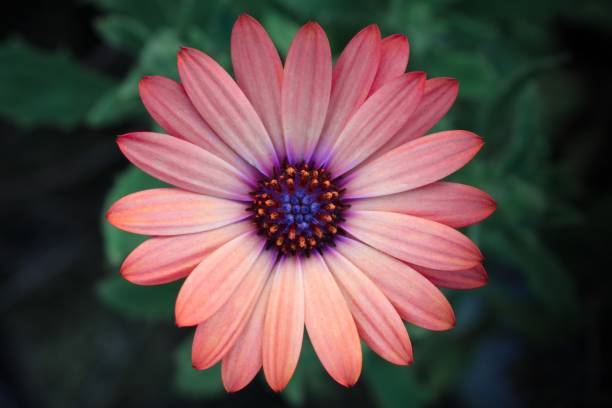 istock Flower close-up seen from above 1245063309