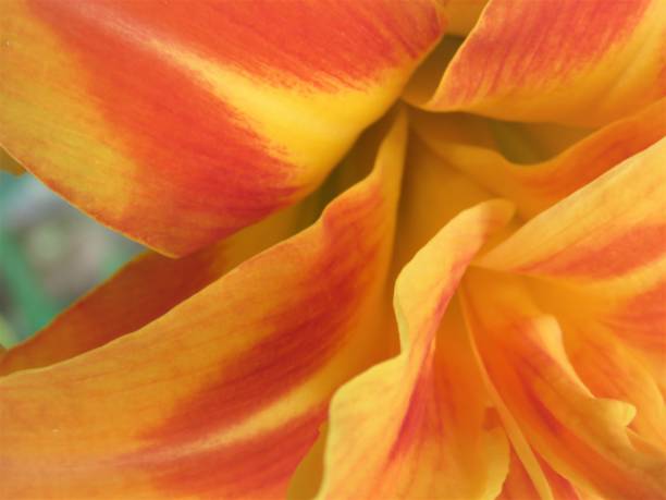 istock Lily, double bloom, orange. Extreme close-up Background. Copy Space 1245063857